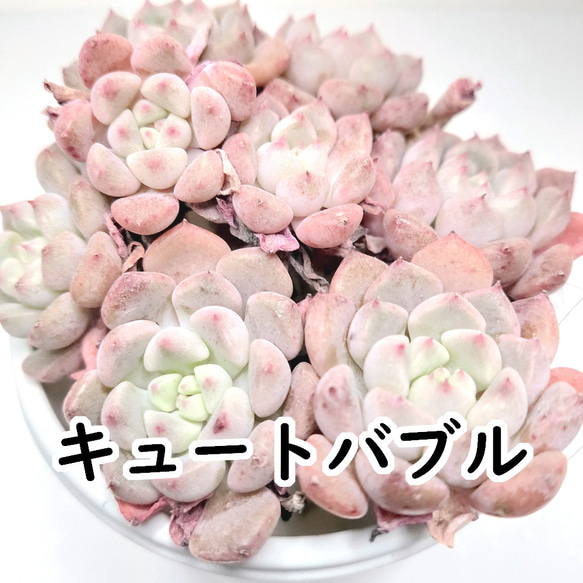 多肉植物　Clara群生 多肉植物 Clara群生 【公式通販】