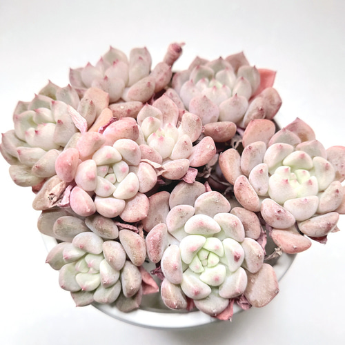 キュートバブル 群生 (未発根)【エケベリア 多肉植物】 多肉植物