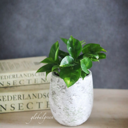 ドライガーデン好き❁⃘*.ﾟお世話いらずの枯れないユッカフェイク 新築