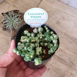 立派♡トキワマンサク♡七彩♡8寸鉢♡ アートフラワー nico flowers