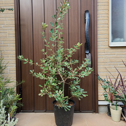 可愛い♡ユーカリグニー 大きめ☆テラコッタ鉢植え 苗木 シンボル