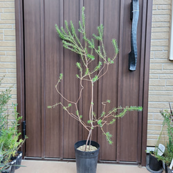 可愛い♪パールアカシア レンガ風石膏鉢植え ミモザ オージープランツ