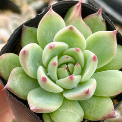 デレッセーナ（2-13）＊エケベリア＊多肉植物＊抜き苗 多肉植物 ＊N