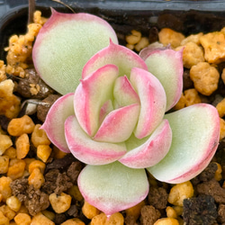 桃太郎＊紅葉品種＊エケベリア＊多肉植物＊抜き苗 多肉植物 ＊N＊ 通販