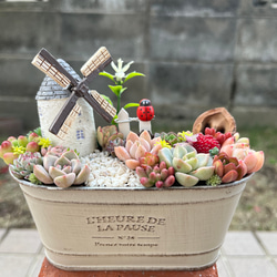 ☆送料無料☆♡そのまま飾れる♡クリスマス♬可愛い多肉植物寄せ植え