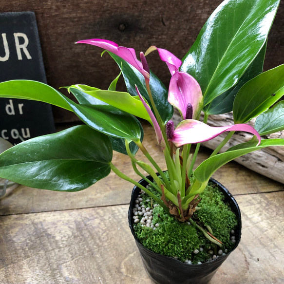 ジゾー♡3.5号♡アンスリウム♡紫の花♡観葉植物 アートフラワー パリ