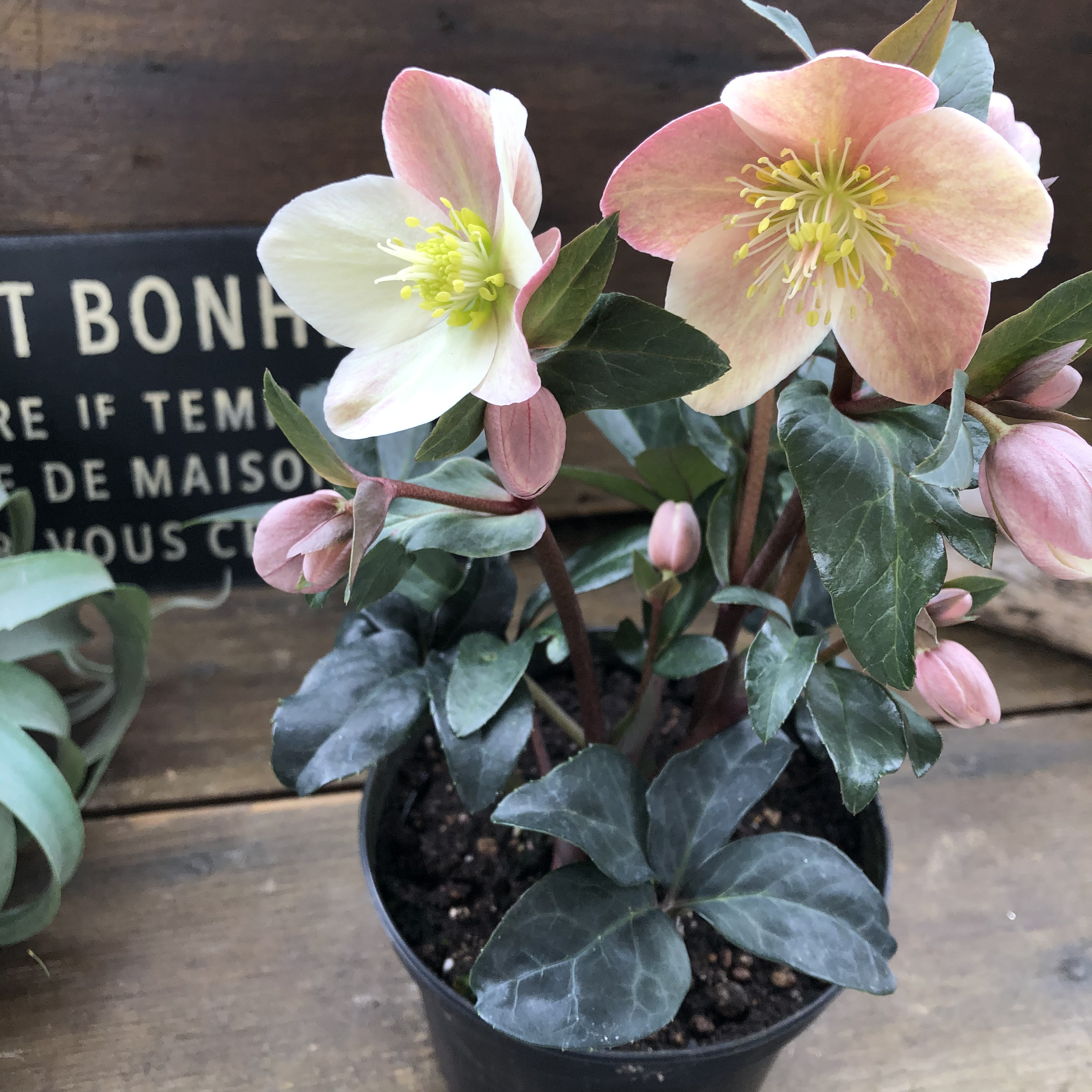 マエストロ♡クリスマスローズ♡ニゲル×リビタス♡希少