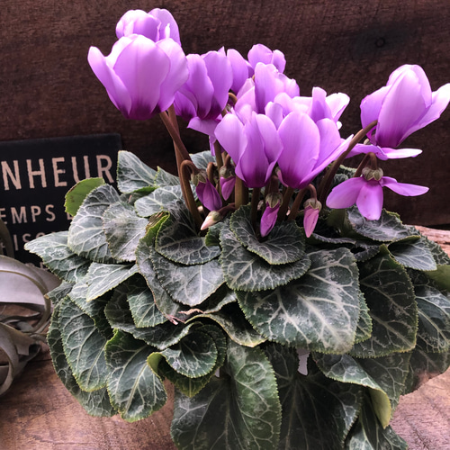 そら♡シクラメン♡パープル♡インテリア♡お花 アートフラワー パリ
