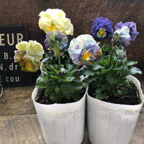 2個セット♡ フェデネージュ クレープ♡ビオラ♡希少♡美しい アート