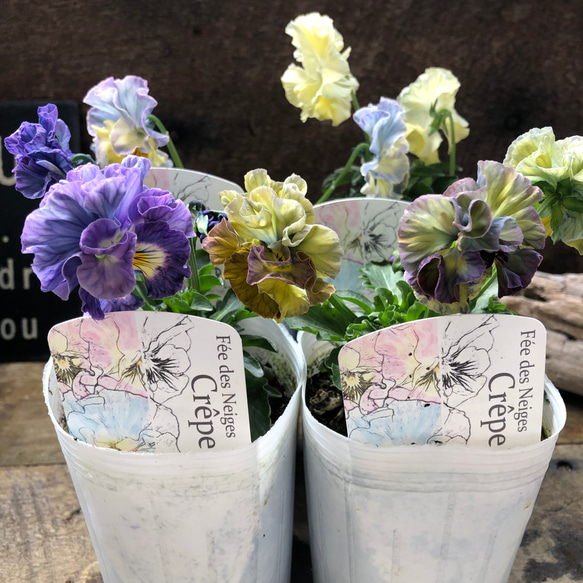 2個セット♡ フェデネージュ クレープ♡ビオラ♡希少♡美しい アート