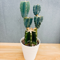 現品］ドラセナ 紅光 コルディリネ 8号 観葉植物 室内 大型 おしゃれ