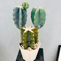 現品］ザミア フロリダーナ 7号 蘇轍 観葉植物 室内 レア 細葉