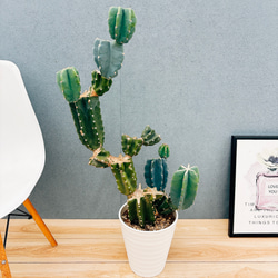 現品］ユッカ ロストラータ サファイアスカイズ 7号 観葉植物 レア