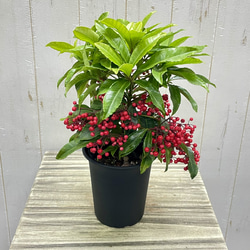 レア種 アロエ トンガエンシス メデューサ その他インテリア雑貨