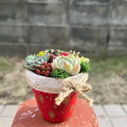 ☆送料無料☆♡そのまま飾れる♡クリスマス♬可愛い多肉植物寄せ植え