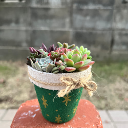 ☆送料無料☆♡そのまま飾れる♡かごバスケット♬可愛い多肉植物寄せ