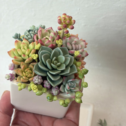 ぷくぷく多肉♡ 乙女心、木箱、樹脂粘土、寄せ植え その他インテリア