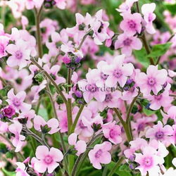 直立性☆ スギサキリウム スタンディングオベーション アートフラワー