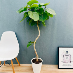 現品］【希少】かっこいい！ 4番 ドラセナ コンシンネ マジナータ