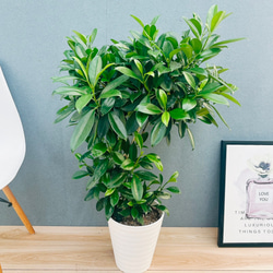 現品］【希少】かっこいい！ 4番 ドラセナ コンシンネ マジナータ