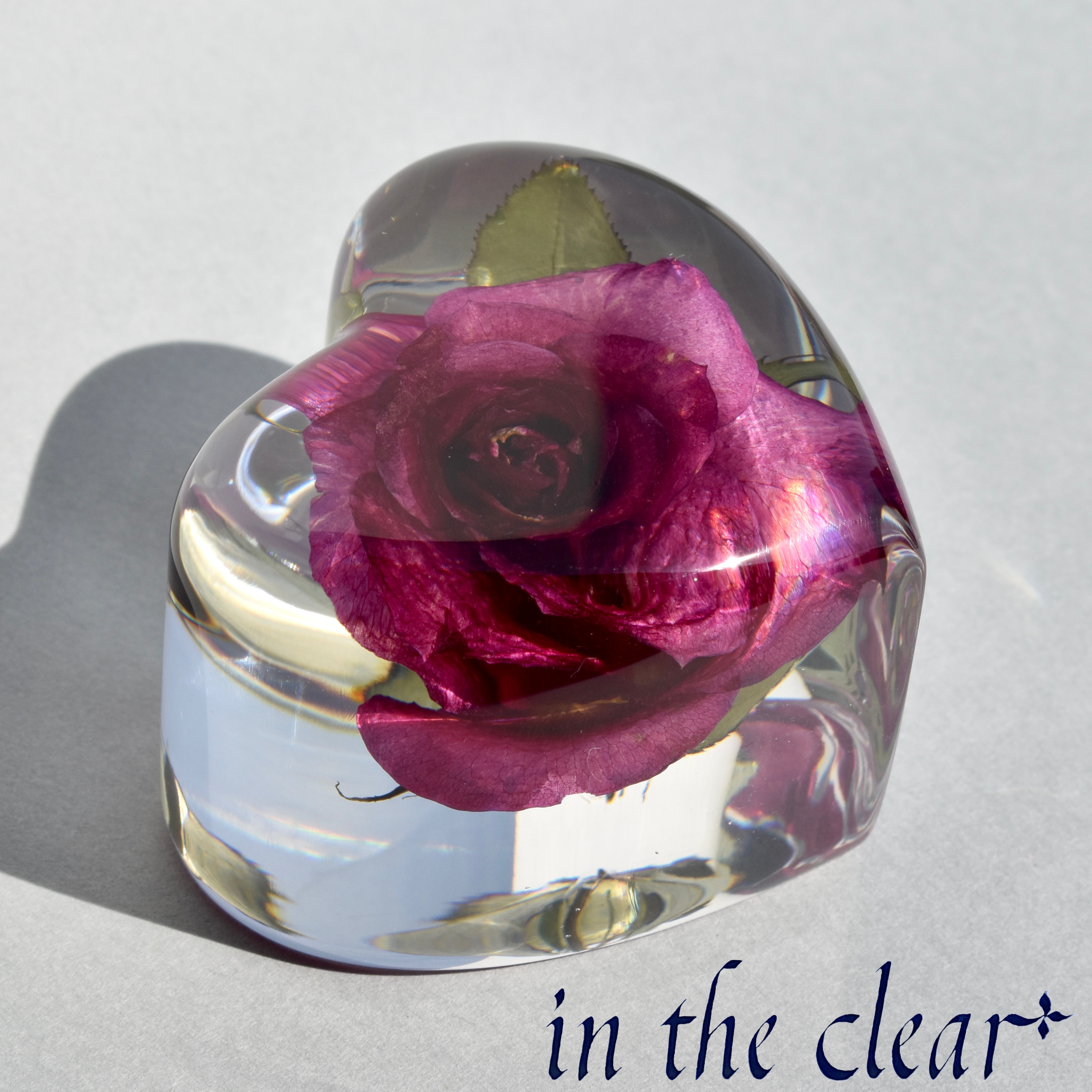 植物標本　薔薇　濃いピンク　ハート型　小