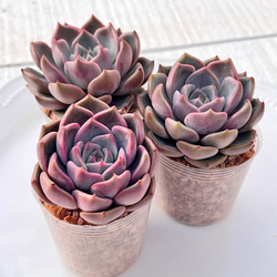 多肉植物 ピクシープラム 韓国苗 多肉植物 pariʚ❤︎ɞtaniku