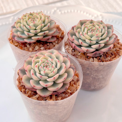 2025 New✨多肉植物 ソングフォーユー 韓国苗 多肉植物 pariʚ