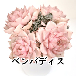 多肉植物　花月夜　抜き苗　エケベリア 花月夜 抜き苗 多肉植物 エケベリア - メルカリ