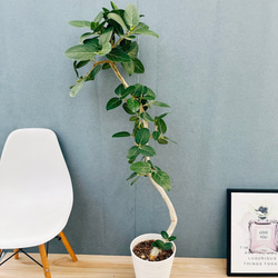 現品］【希少】13番 アガベ アテナータ ボーチンブルー 10号 尺鉢 観葉