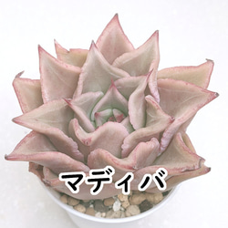 多肉植物エケベリア　プリリンゼアナ プリリンゼアナ【多肉植物】 多肉植物 エケベリアSKETCH 通販 15857190