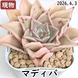 朧月の葉挿し10苗セット【多肉植物】 多肉植物 エケベリアSKETCH 通販