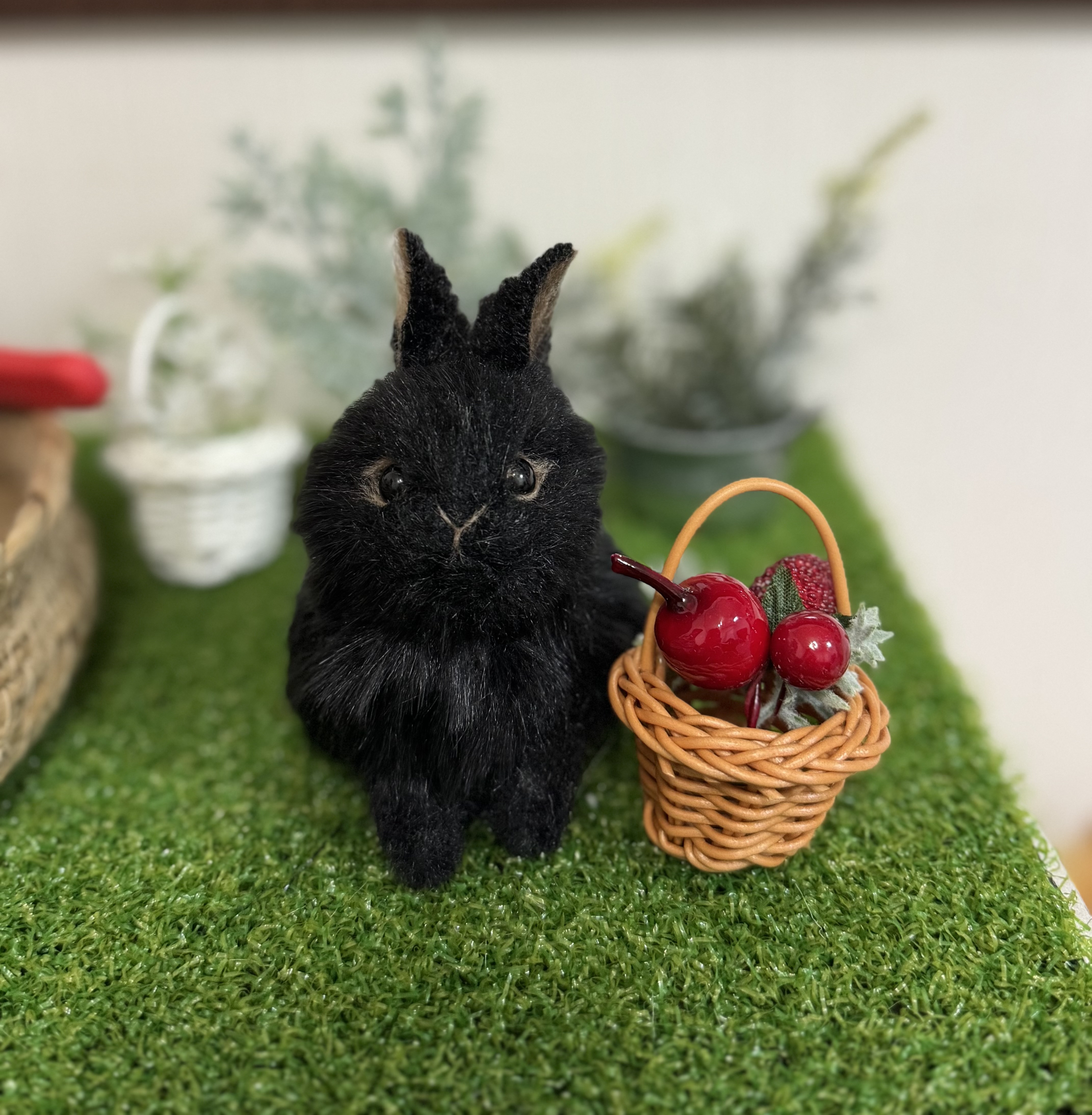 [1点もの］ここにいていいんだよ」うさぎのクロ