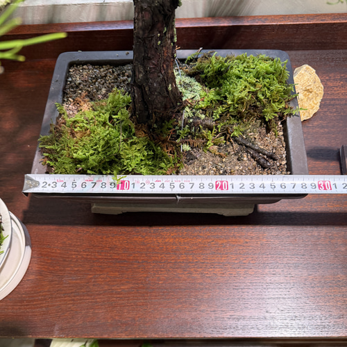 黒松 盆栽仕立て｜鉢下から高さ 約54cm 一輪挿し・花瓶・花器 __@
