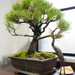 アロカリア ナンヨウスギ シマナンヨウスギ 南洋杉 観葉植物 一輪挿し