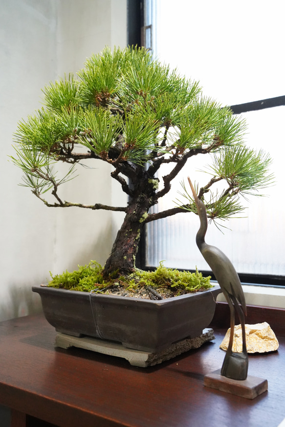 黒松 盆栽仕立て｜鉢下から高さ 約54cm 一輪挿し・花瓶・花器 __@