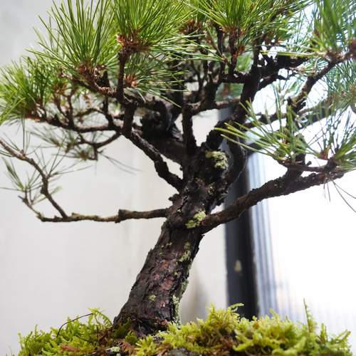 黒松　鉢植えの仕立物 黒松盆栽懸崖仕立て （→SOLD になりました） 崖にしがみつくように