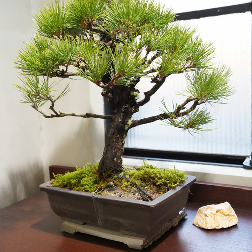 黒松　鉢植えの仕立物 黒松 盆栽仕立て｜鉢下から高さ 約54cm 一輪挿し・花瓶・花器 __@