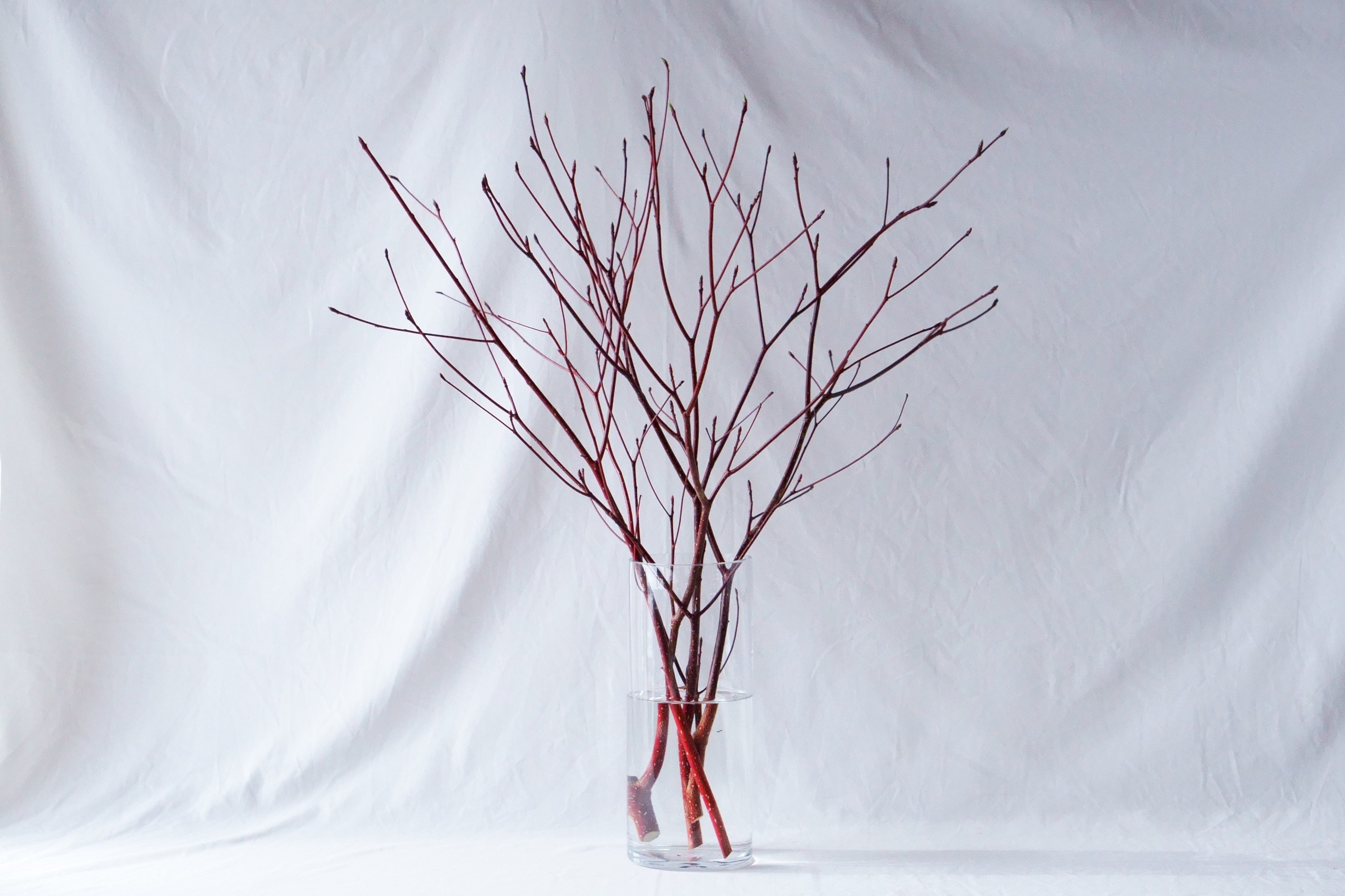 珊瑚水木｜Lサイズ【単品】