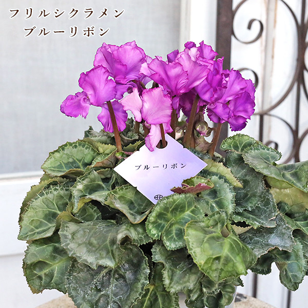 鉢花 シクラメン ブルーリボン 5号 多年草 紫 おしゃれ シック 冬 春 よく咲く 室内 プレゼント ギフト