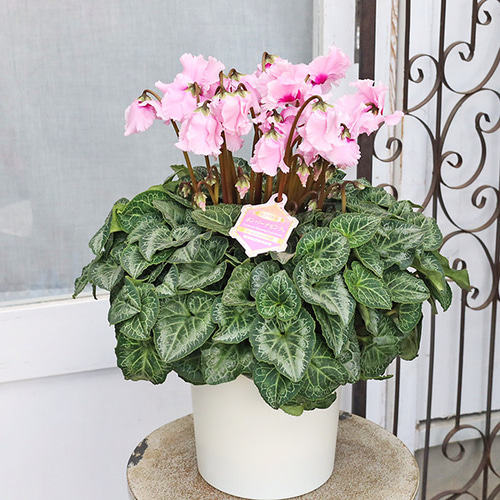 現品販売 鉢花 ベル咲き シクラメン カンパーナピンク 6号 多年草