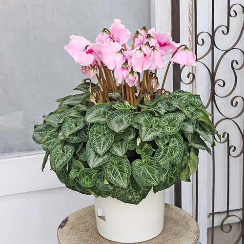 現品販売 鉢花 ベル咲き シクラメン カンパーナピンク 6号 多年草