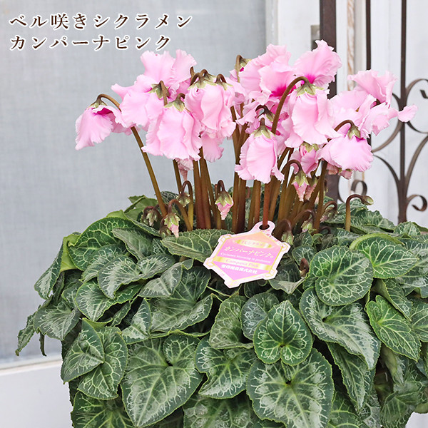 現品販売 鉢花 ベル咲き シクラメン カンパーナピンク 6号 多年草 おしゃれ かわいい 受賞品種 プレゼント ギフト