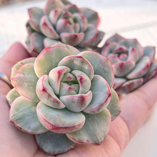 多肉植物 バニラビズ錦 韓国苗 多肉植物 pariʚ❤︎ɞtaniku