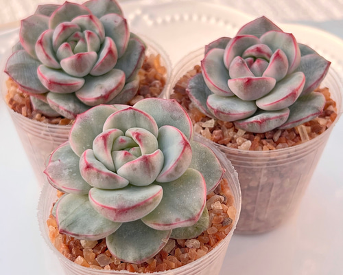 多肉植物 バニラビズ錦 韓国苗 多肉植物 pariʚ❤︎ɞtaniku