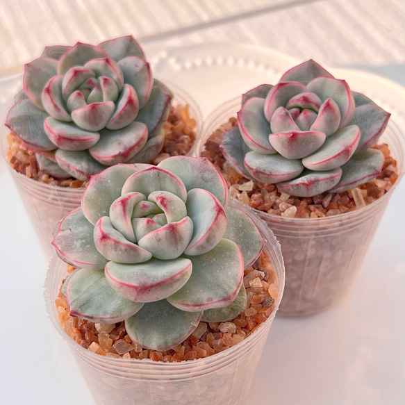多肉植物 バニラビズ錦 韓国苗 多肉植物 pariʚ❤︎ɞtaniku