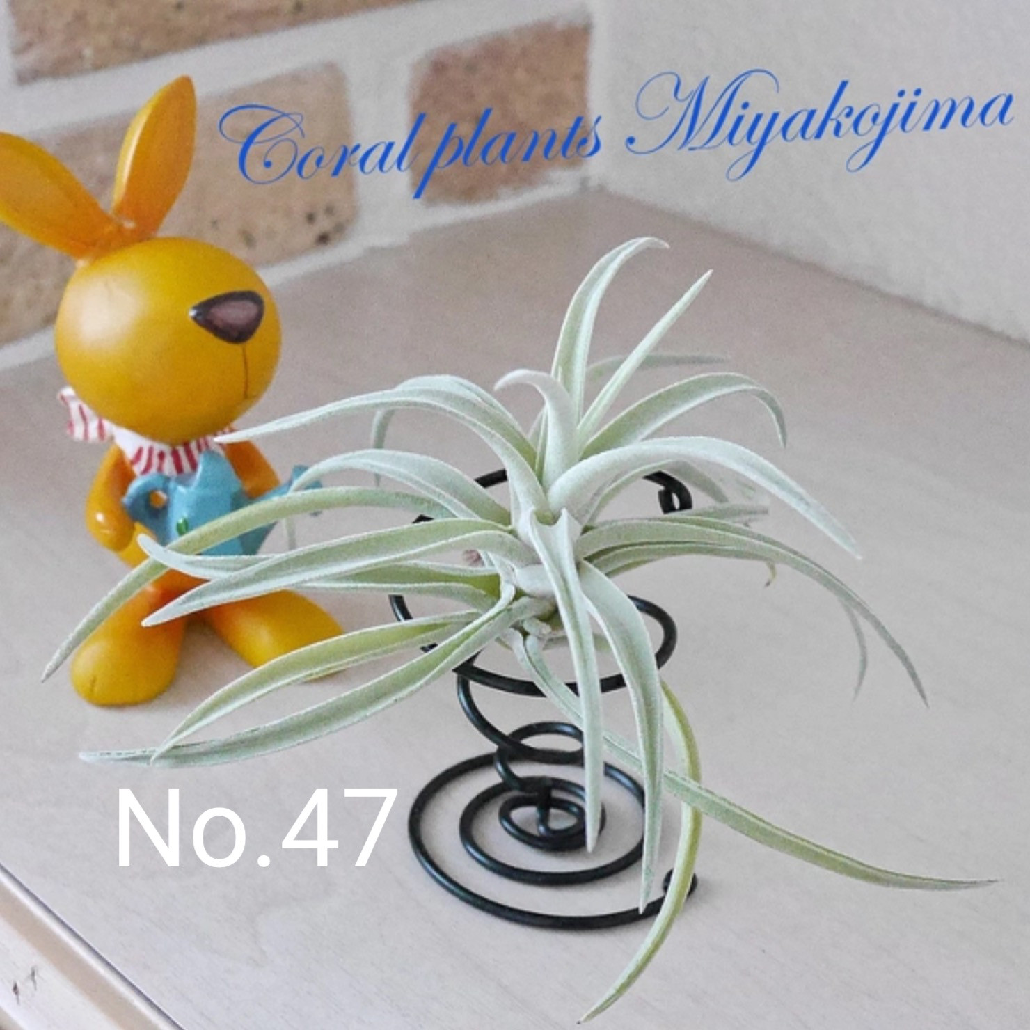 4作品セットでお買い得！ エアープランツ&ホルダーセット ハイブリッド品種