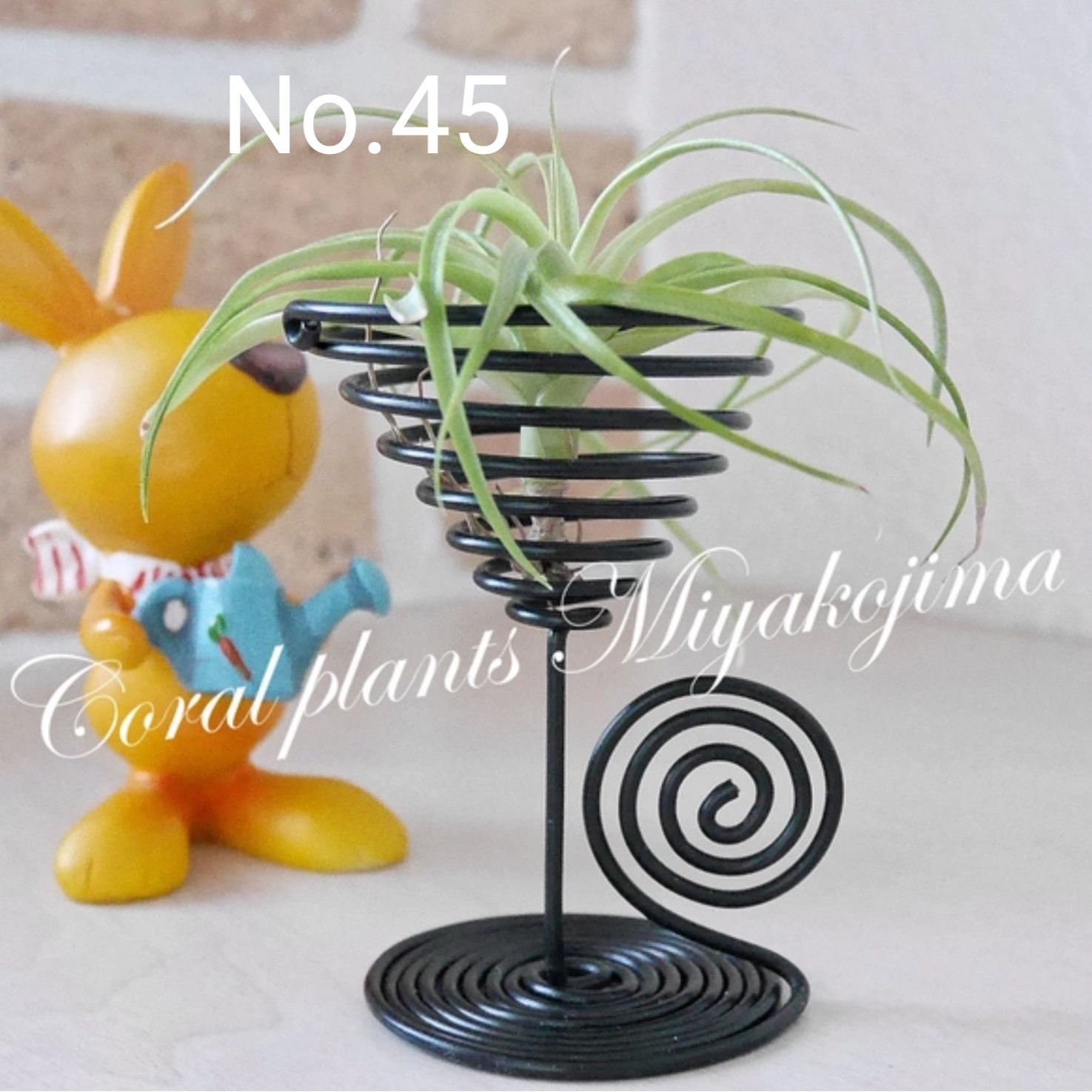 4作品セットでお買い得！ エアープランツ&ホルダーセット ハイブリッド品種