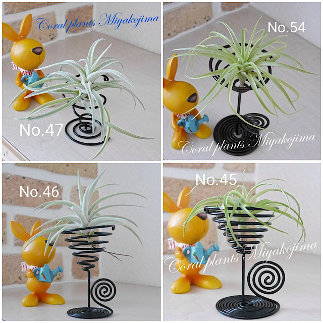 4作品セットでお買い得！ エアープランツ&ホルダーセット ハイブリッド品種