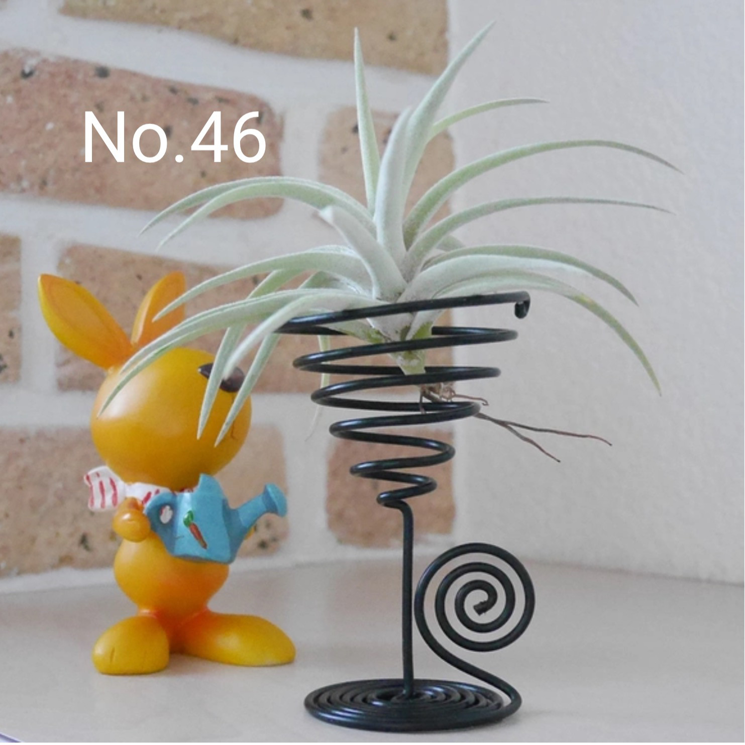 4作品セットでお買い得！ エアープランツ&ホルダーセット ハイブリッド品種