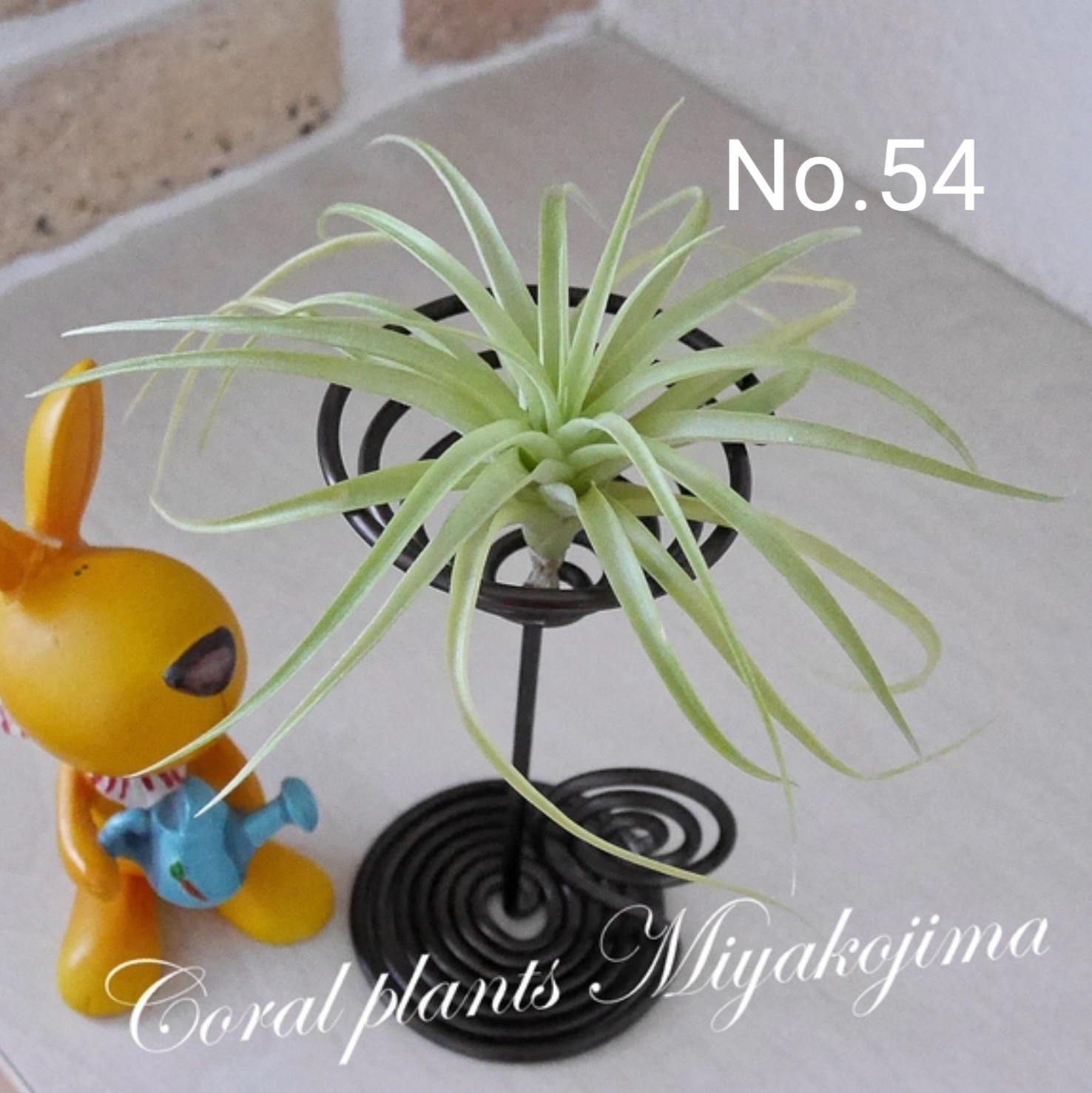 4作品セットでお買い得！ エアープランツ&ホルダーセット ハイブリッド品種